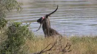MALE WATERBUCK BROKE HIS HORN AND TRIES TO GET RID OF IT (WILDLIFE MOMENTS)