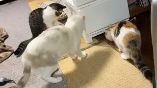 おもちゃが隙間に入っちゃった！焦る猫たちが面白いwww