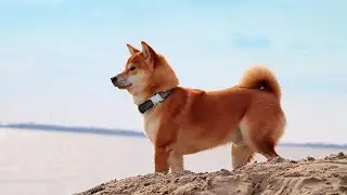 Shiba inu - opis rasy, wygląd, charakter, przeznaczenie