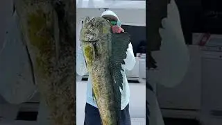 @FinStalker &ldquo;SlayDay&rdquo; #mahimahi #tuna #trolling #florida #fishing #charterboat #localguides #epic