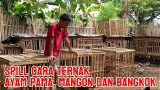 Ternak Ayam Pama, Mangon dan Bangkok Klasik. Mudah Dan Murah, Pemula Wajib Coba !!!!