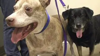 Devoted dogs need new homes