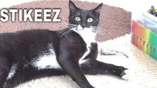 Cats and stikeez. Katy and Alaska