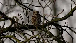 Roepend steenuiltje | Calling Little Owl