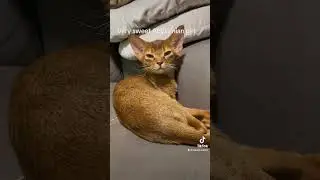 Sweet Abyssinian kitten #cat #kitten