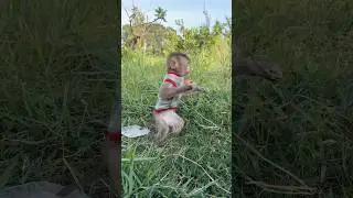 Monkey Hungry fruit