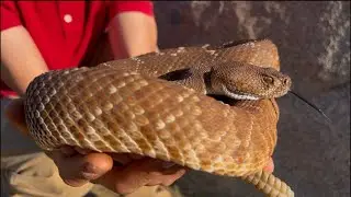 Snake Voyagers 🐍 is live! ￼ Finding wild rattlesnakes at night !