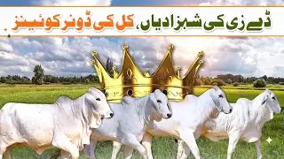 DAYZEE Ki Shahzadian | Kal ki Donor Cows