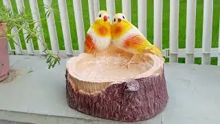 Wonderland Decorative Resin Love Bird Feeder/Bird Bath (Home Decor, Garden Decor, Gift Item)