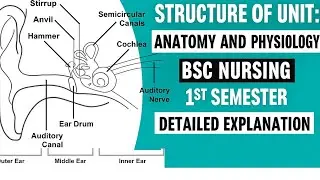 STRUCTURE OF EAR UNIT BSC NURSING 1ST SEMESTER 