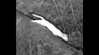 Long tailed weasel Pine Ridge Nebraska Feb 2025 7pm