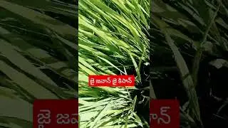 jai javan Jai kisan#shortvideos#youtube#farming👳👳👳