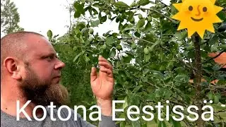 Käydään Gunnarin lapsuudenkotissa