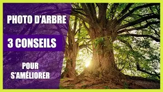 3 conseils pour AMÉLIORER ses photos d'ARBRE