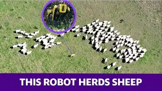 Watch this robot herd sheep
