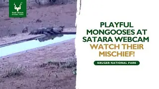 Playful Mongooses at Satara Webcam &ndash; Watch Their Mischief! | Kruger National Park #SANParks