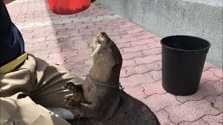【練習風景】コツメカワウソ新技「ECO」