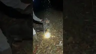 Hunting black and tan