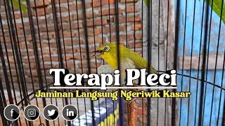 TERBARU ‼️ Terapi Pleci Ombyokan Agar Ngeriwik Kasar