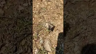 False Apollo male trying to mate with Southern Festoon female