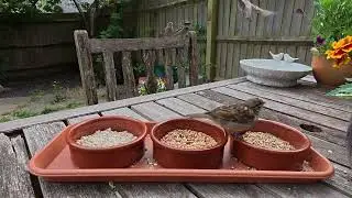 House Sparrows Feasting on Bird Seed, Wildlife Video to Enjoy
