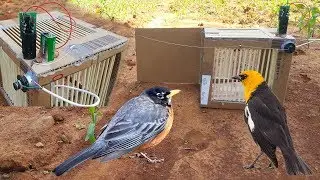 TECHNOLOGY TRAP! | How To Make Birds Trap From Motor | The Best Birds Trap DIY