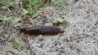 20180603 7 Solleveld zwarte wegslak