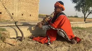 Jogi caught big cobra snake in village side