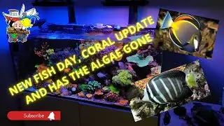 New Fish for the Reef Tank: Algae Issues or Good News?
