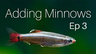 Adding Minnows // (Ep. 3) Bonsai Paludarium 2 Week Update