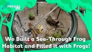 We Built a See-Through Frog Habitat and Filled it with Frogs! 🐸