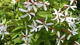Красивое декоративное растение, похожее на ажурное белое облако из цветов!