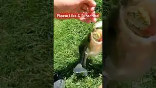 How to Fish the Mepps Spinner Lure! #fishing #shorts
