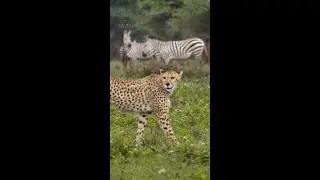Run, zebra, run! 🫣 #IncredibleAnimalJourneys #ourHOME
