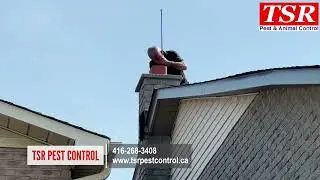 TSR Pest Control and Wildlife Removal   Same-Day Squirrel Removal from a Chimney