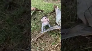 Very cute monkey baby Abandoned by mother 🐵😢#geo Har pal