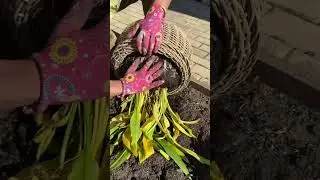 Готовим каллы к хранению