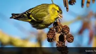 Bird Photography - Sunshine at Summer Leys