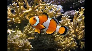 Caracteristicas y Cuidados del pez payaso