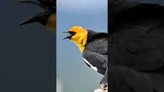 Yellow-headed blackbird 💛🖤