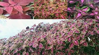 #coleus plant/ creative coleus plant ideas