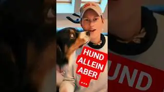 HUND ALLEINE ZU HAUSE - SO MACHST DU ES RICHTIG &hearts;️🐶 #hund #hundetraining