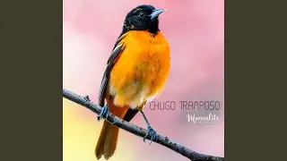 Chugo Tramposo