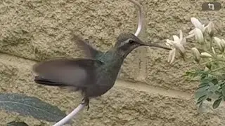 &iexcl;T&uacute; puedes, Colibr&iacute;! 🌸 You can do it, Hummingbird! 💪 頑張れハチドリさん
