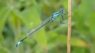 Blue-tailed Damselfly (Ischnura elegans)
