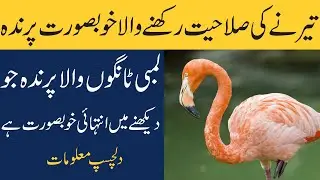 Facts About Flamingo Birds In Urdu / Hindi | تیرنے کی صلاحیت رکھنے والا خوبصورت پرندہ