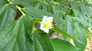 Bees on Bua Cherry flower (B)