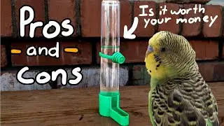 The pros and cons of using a plastic water dispenser for birds.