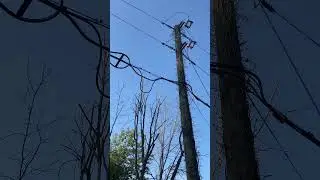Powerline is about to flash over😳 #sparky #electrician #electrical