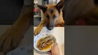 What my Chinese Shepherd eats in our Chinese household #dog #shorts
